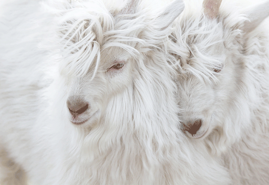 Crafting and caring for cashmere.